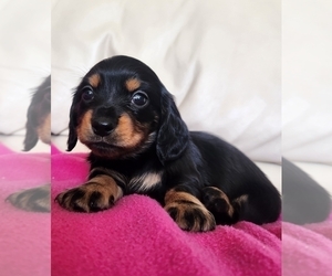 Dachshund Puppy for Sale in PARIS, Illinois USA