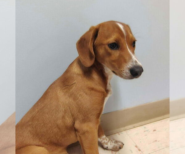 Medium Photo #4 Beagle-Unknown Mix Puppy For Sale in Westwood, NJ, USA