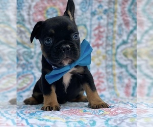 French Bulldog Puppy for sale in LANCASTER, PA, USA