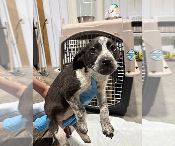 Medium Photo #2 Mutt Puppy For Sale in Bolivar, MO, USA