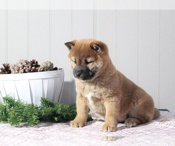 Medium Photo #2 Shiba Inu Puppy For Sale in APPLE CREEK, OH, USA