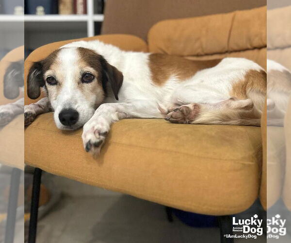 Medium Photo #3 Mutt Puppy For Sale in Washington, DC, USA