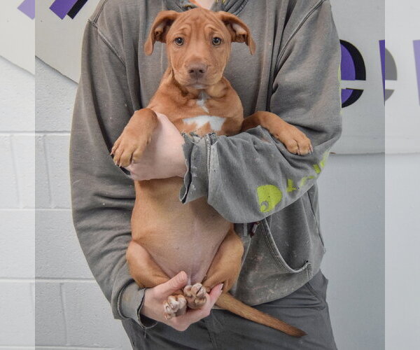 Medium Photo #4 American Staffordshire Terrier-Vizsla Mix Puppy For Sale in Huntley, IL, USA