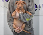 Small #3 American Staffordshire Terrier-Vizsla Mix