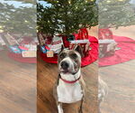 Small #10 American Pit Bull Terrier Mix