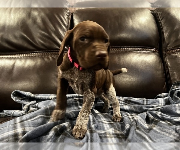 Medium Photo #2 German Shorthaired Pointer Puppy For Sale in MERRIAM, KS, USA