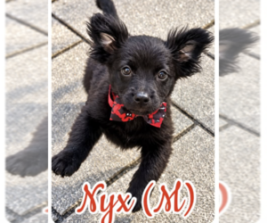 Shih Tzu-Unknown Mix Dogs for adoption in Plainfield, IL, USA