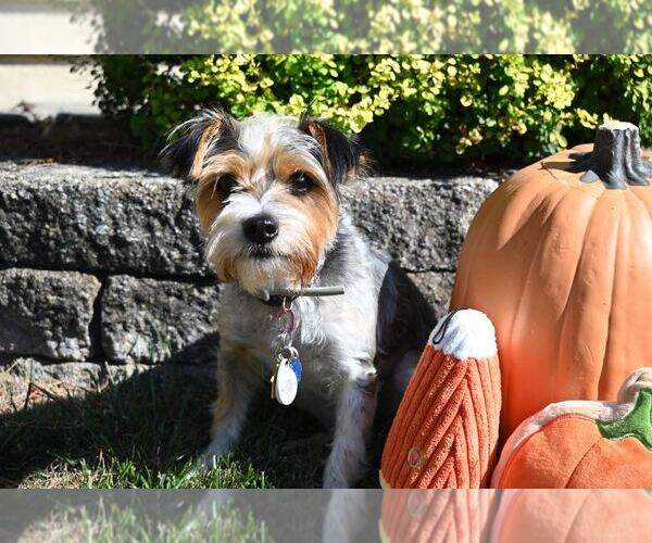Medium Photo #6 Mutt Puppy For Sale in Allentown,, PA, USA
