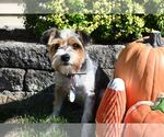 Small #5 Mutt