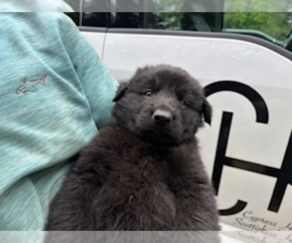 Medium Photo #1 German Shepherd Dog Puppy For Sale in MITCHELL, IN, USA