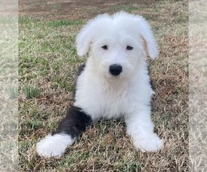 Old English Sheepdog Puppy for sale in WAKE FOREST, NC, USA