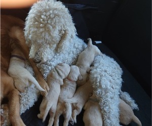 Mother of the Goldendoodle puppies born on 08/30/2022