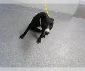 Pointer-Unknown Mix Dogs for adoption in Pasadena, TX, USA