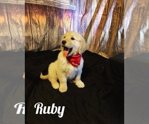 Golden Retriever Puppy for sale in BOUNTIFUL, UT, USA