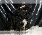 Small #2 Goldendoodle (Miniature)
