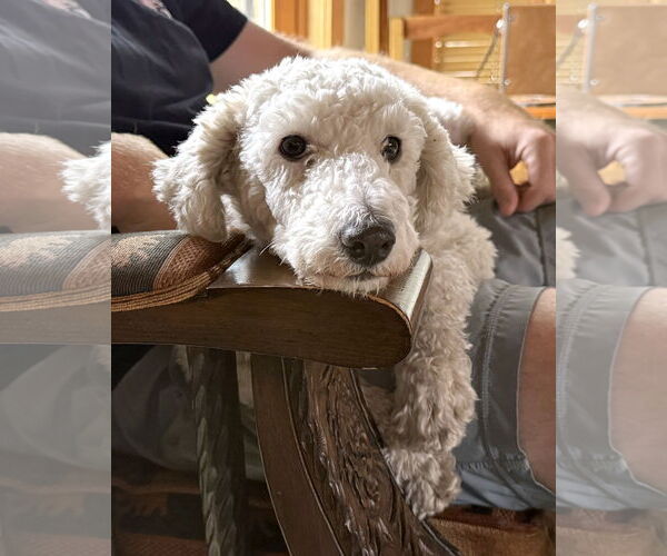 Medium Photo #5 Mutt Puppy For Sale in Corona, CA, USA