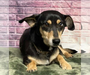 Dachshund-Unknown Mix Dogs for adoption in Lakewood, CO, USA