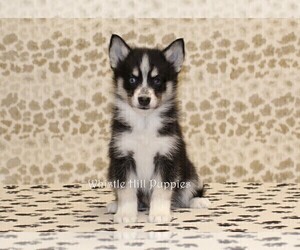 Pomsky Puppy for sale in DENVER, PA, USA