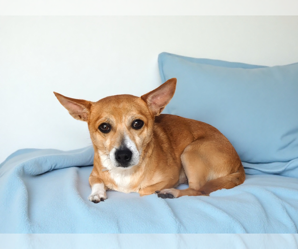 Medium Photo #3 Chihuahua Puppy For Sale in Pasadena, CA, USA