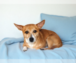 Small #2 Chihuahua