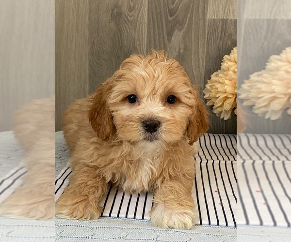 Medium Photo #1 ShihPoo Puppy For Sale in SENECA FALLS, NY, USA