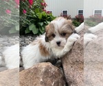 Small #5 ShihPoo