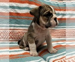 Small English Bulldog