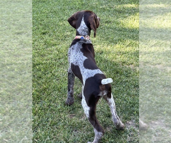 Medium Photo #9 German Shorthaired Pointer Puppy For Sale in SAN DIEGO, CA, USA