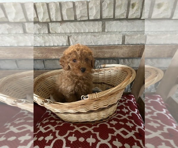 Medium Photo #2 Poodle (Toy) Puppy For Sale in LANSDALE, PA, USA