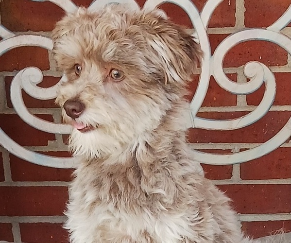 Medium Photo #1 Havanese Puppy For Sale in WINSTON SALEM, NC, USA