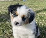 Small Photo #5 Miniature Australian Shepherd Puppy For Sale in VERNONIA, OR, USA