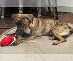 Small #7 Labrador Retriever Mix