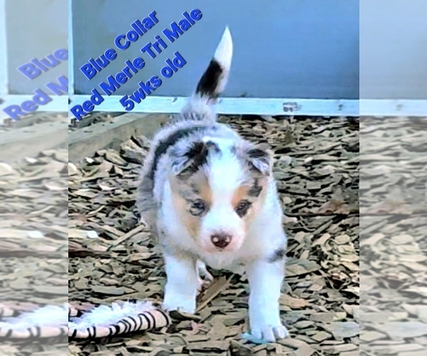 Medium Photo #7 Border Collie Puppy For Sale in BYBEE, TN, USA