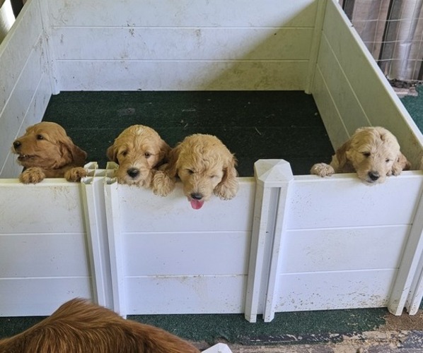 Medium Photo #1 Goldendoodle Puppy For Sale in KNOXVILLE, TN, USA