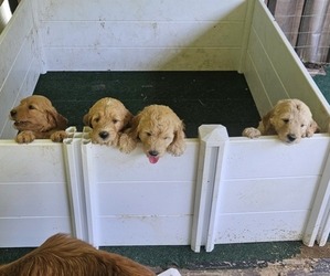 Goldendoodle Litter for sale in KNOXVILLE, TN, USA
