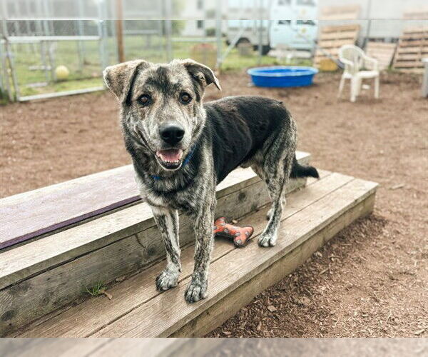 Medium Photo #1 Labrador Retriever-Unknown Mix Puppy For Sale in McKinleyville, CA, USA
