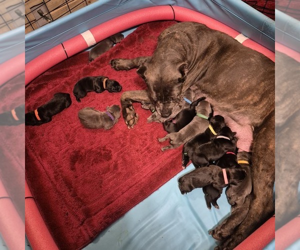 Medium Photo #1 Cane Corso Puppy For Sale in GAFFNEY, SC, USA