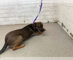 Small American Pit Bull Terrier Mix
