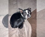 Small #10 Boston Terrier