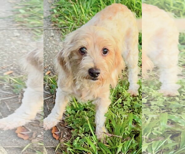 Medium Photo #1 Doxiepoo (Miniature) Puppy For Sale in Oakhurst, NJ, USA
