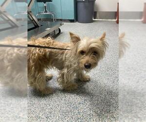 Mutt Dogs for adoption in Long Beach, CA, USA