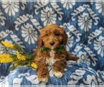 Small Photo #5 Cavapoo Puppy For Sale in KIRKWOOD, PA, USA