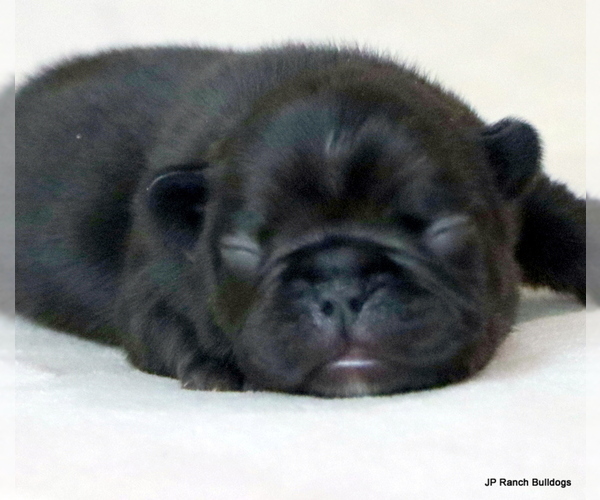 Medium Photo #6 French Bulldog Puppy For Sale in WINNSBORO, TX, USA