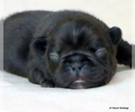 Small #5 French Bulldog