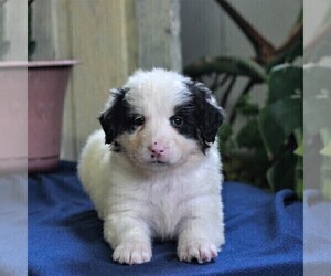 Bernedoodle-Poodle (Miniature) Mix Puppy for sale in EAST EARL, PA, USA