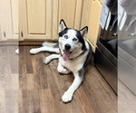 Small #2 Alaskan Malamute Mix