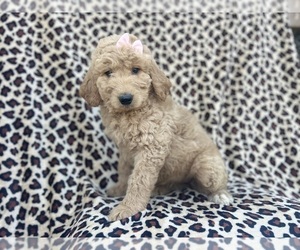Goldendoodle Puppy for sale in LAKELAND, FL, USA