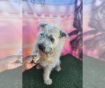 Small #19 Border Terrier Mix
