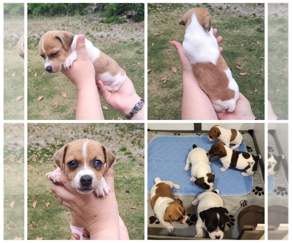 Medium Photo #1 Jack Russell Terrier Puppy For Sale in JASPER, FL, USA