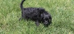 Small Photo #1 Labradoodle Puppy For Sale in NEW HAVEN, IN, USA